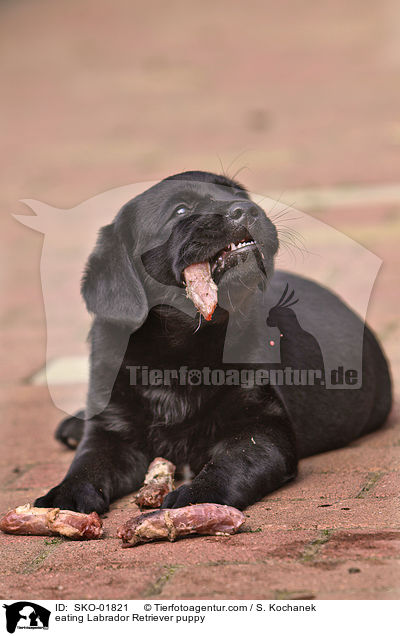 eating Labrador Retriever puppy / SKO-01821