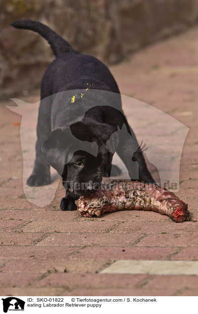 eating Labrador Retriever puppy / SKO-01822