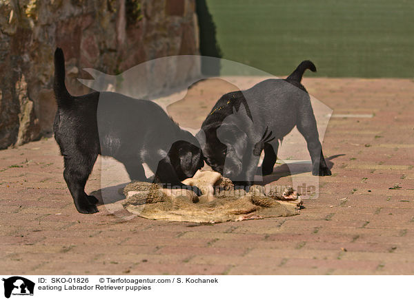 eationg Labrador Retriever puppies / SKO-01826
