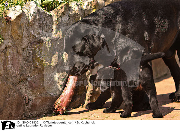 eating Labrador Retriever / SKO-01832