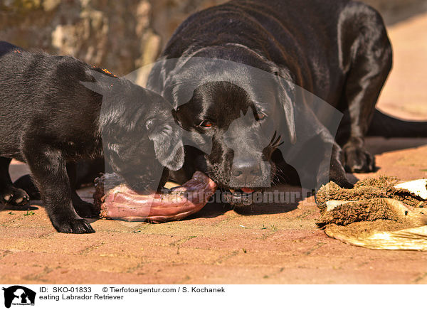 eating Labrador Retriever / SKO-01833