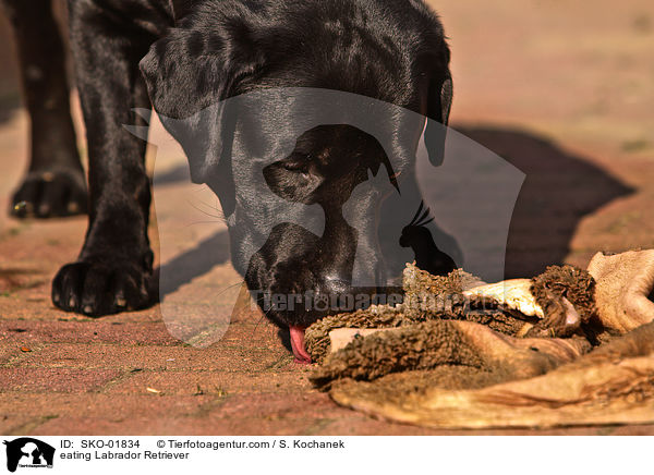 eating Labrador Retriever / SKO-01834