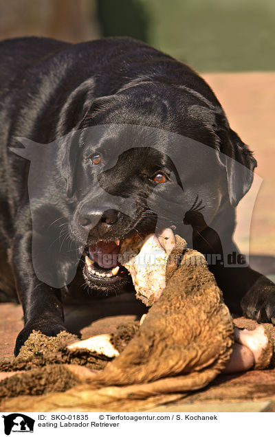 eating Labrador Retriever / SKO-01835