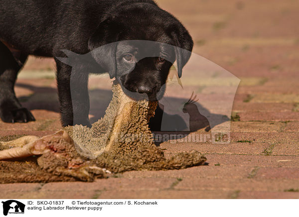 eating Labrador Retriever puppy / SKO-01837