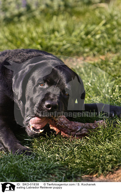 eating Labrador Retriever puppy / SKO-01838