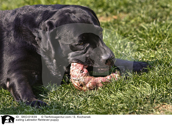 eating Labrador Retriever puppy / SKO-01839