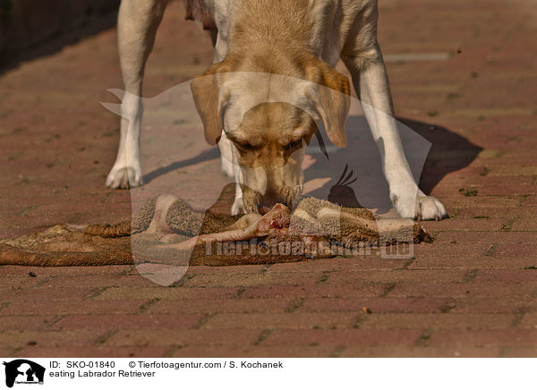 eating Labrador Retriever / SKO-01840