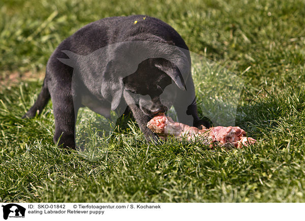 eating Labrador Retriever puppy / SKO-01842