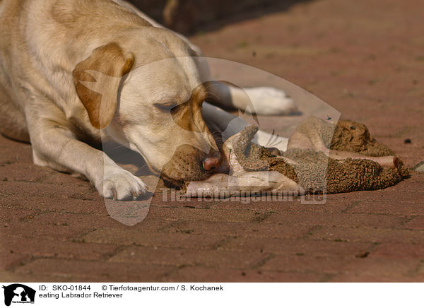 eating Labrador Retriever / SKO-01844
