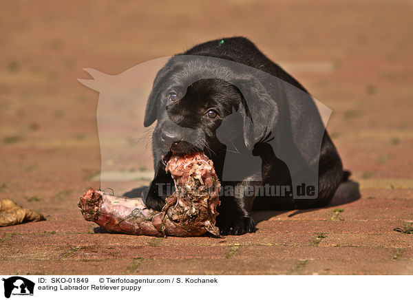 eating Labrador Retriever puppy / SKO-01849