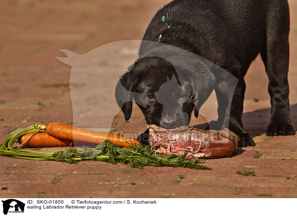 eating Labrador Retriever puppy / SKO-01850