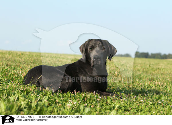 lying Labrador Retriever / KL-07078