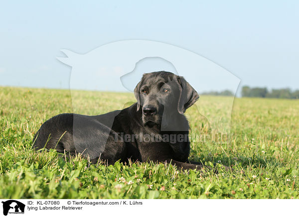 lying Labrador Retriever / KL-07080