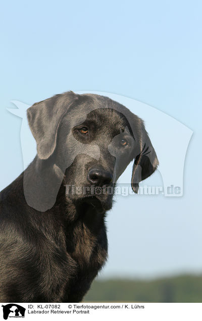 Labrador Retriever Portrait / KL-07082