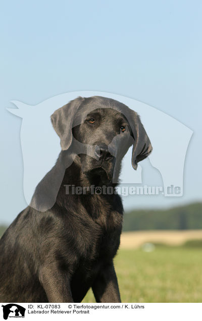 Labrador Retriever Portrait / KL-07083