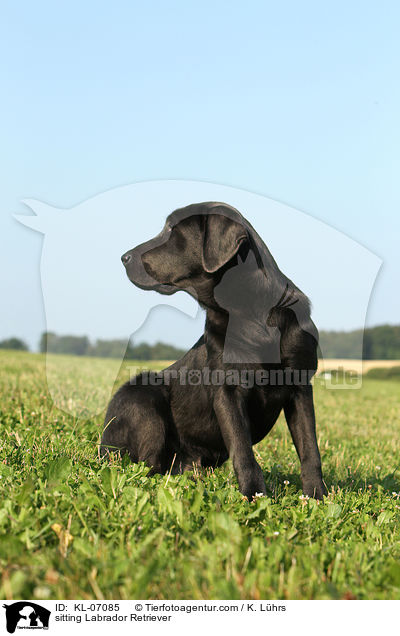 sitting Labrador Retriever / KL-07085