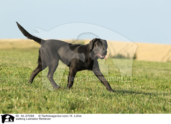 walking Labrador Retriever / KL-07088