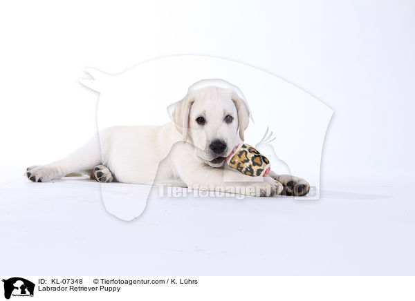 Labrador Retriever Welpe / Labrador Retriever Puppy / KL-07348