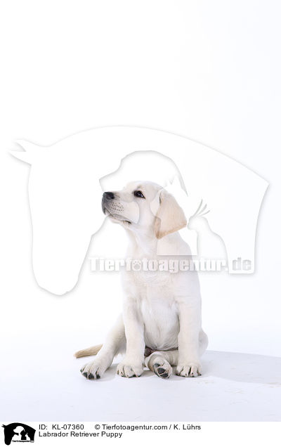 Labrador Retriever Welpe / Labrador Retriever Puppy / KL-07360