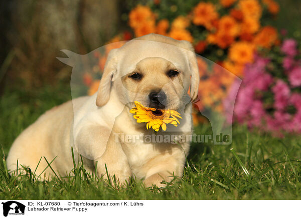 Labrador Retriever Puppy / KL-07680
