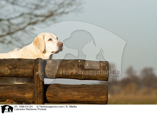 Labrador Retriever Portrait / Labrador Retriever Portrait / KMI-03124