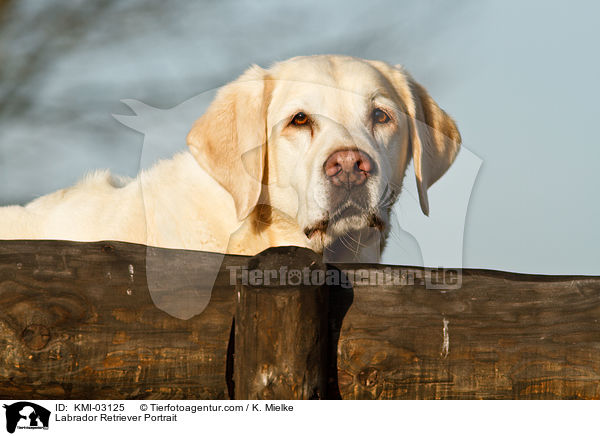Labrador Retriever Portrait / Labrador Retriever Portrait / KMI-03125