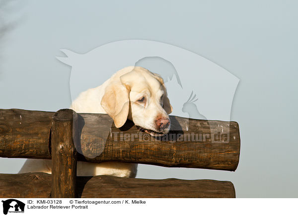 Labrador Retriever Portrait / Labrador Retriever Portrait / KMI-03128