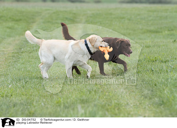 spielende Labrador Retriever / playing Labrador Retriever / DG-04752