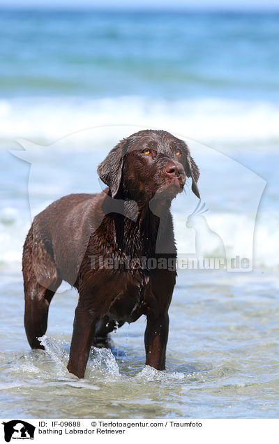 badender Labrador Retriever / bathing Labrador Retriever / IF-09688