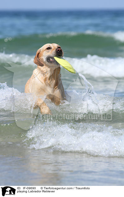 spielender Labrador Retriever / playing Labrador Retriever / IF-09690