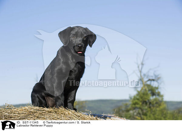 Labrador Retriever Welpe / Labrador Retriever Puppy / SST-11345