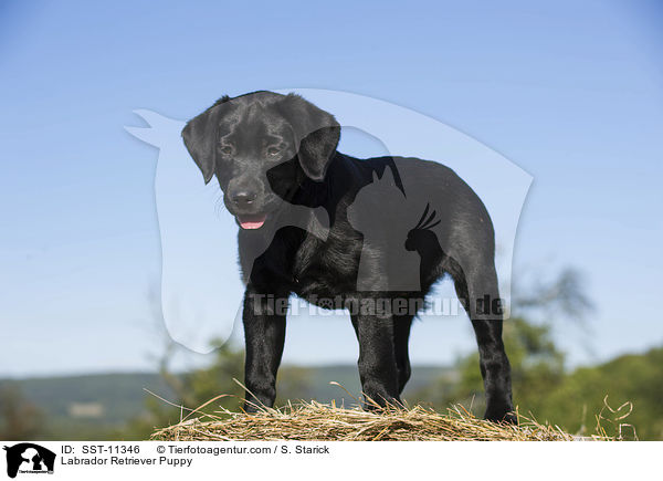 Labrador Retriever Welpe / Labrador Retriever Puppy / SST-11346