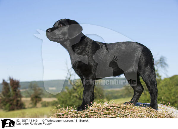 Labrador Retriever Welpe / Labrador Retriever Puppy / SST-11349
