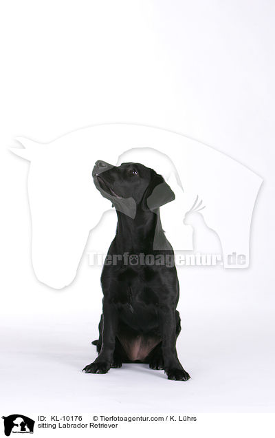 sitzender Labrador Retriever / sitting Labrador Retriever / KL-10176