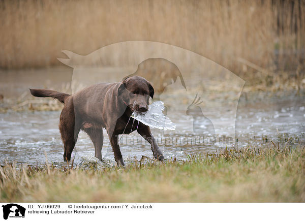 apportierender Labrador Retriever / retrieving Labrador Retriever / YJ-06029