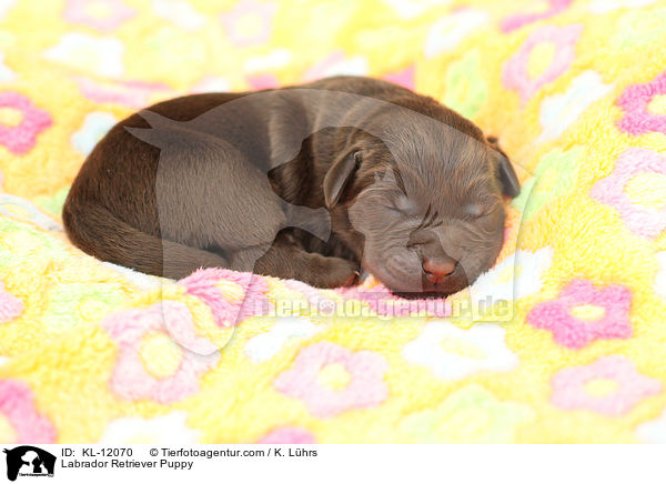 Labrador Retriever Welpe / Labrador Retriever Puppy / KL-12070
