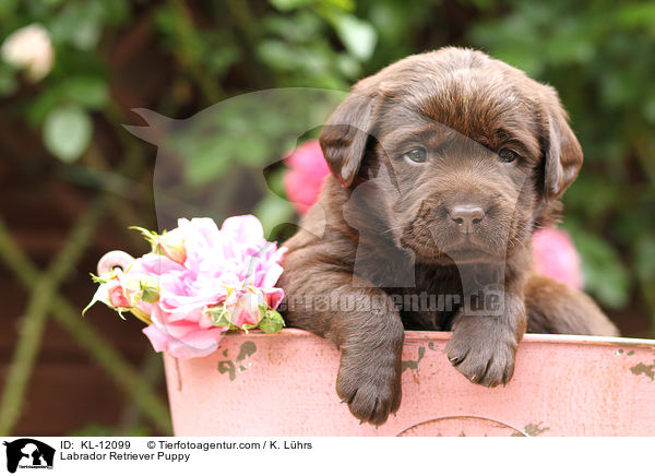 Labrador Retriever Welpe / Labrador Retriever Puppy / KL-12099