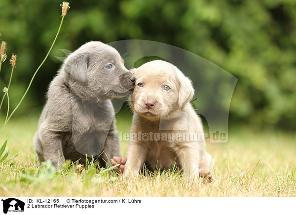 2 Labrador Retriever Puppies / KL-12165