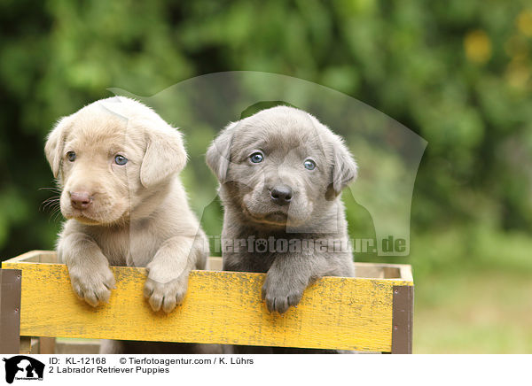 2 Labrador Retriever Puppies / KL-12168
