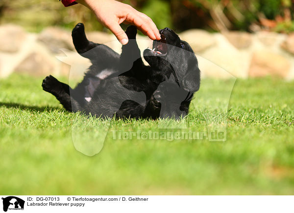 Labrador Retriever Welpe / Labrador Retriever puppy / DG-07013