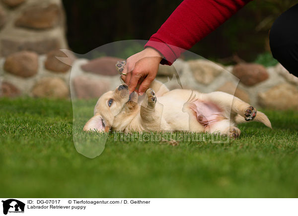 Labrador Retriever Welpe / Labrador Retriever puppy / DG-07017