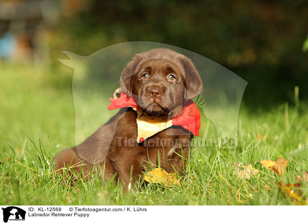 Labrador Retriever Welpe / Labrador Retriever Puppy / KL-12568