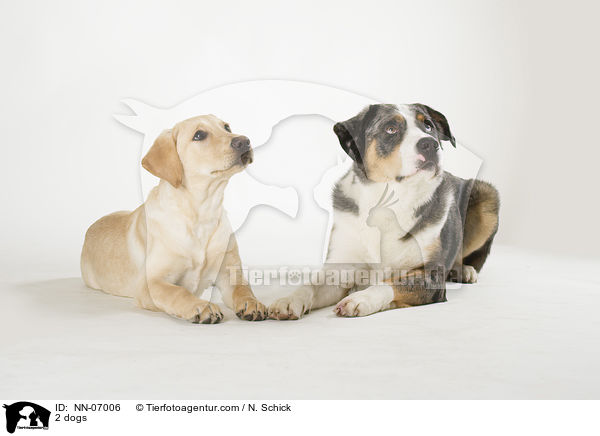 2 Hunde / 2 dogs / NN-07006