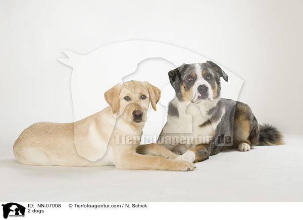 2 Hunde / 2 dogs / NN-07008