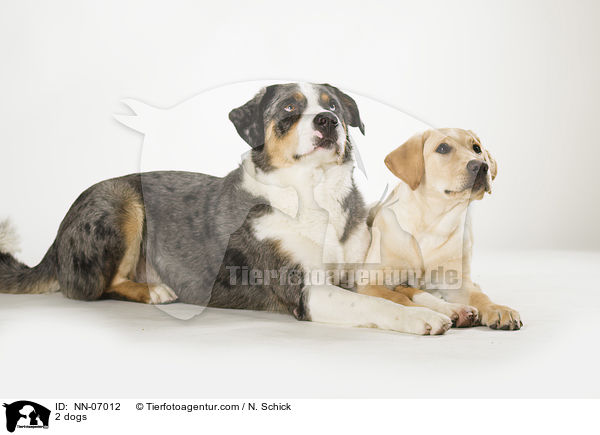 2 Hunde / 2 dogs / NN-07012