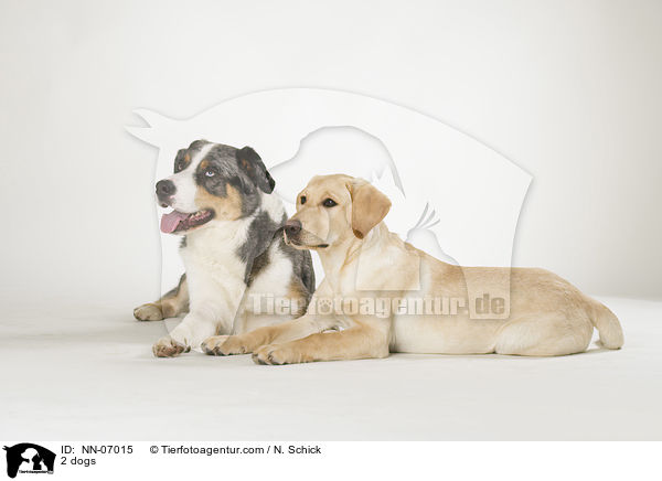 2 Hunde / 2 dogs / NN-07015