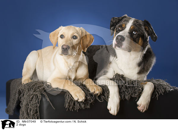 2 Hunde / 2 dogs / NN-07049