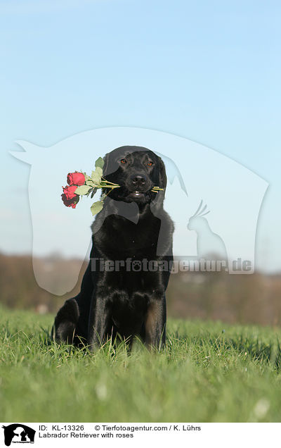 Labrador Retriever mit Rosen / Labrador Retriever with roses / KL-13326