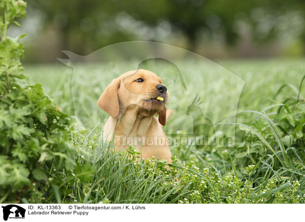 Labrador Retriever Welpe / Labrador Retriever Puppy / KL-13363