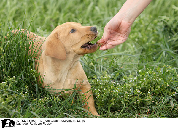 Labrador Retriever Welpe / Labrador Retriever Puppy / KL-13369